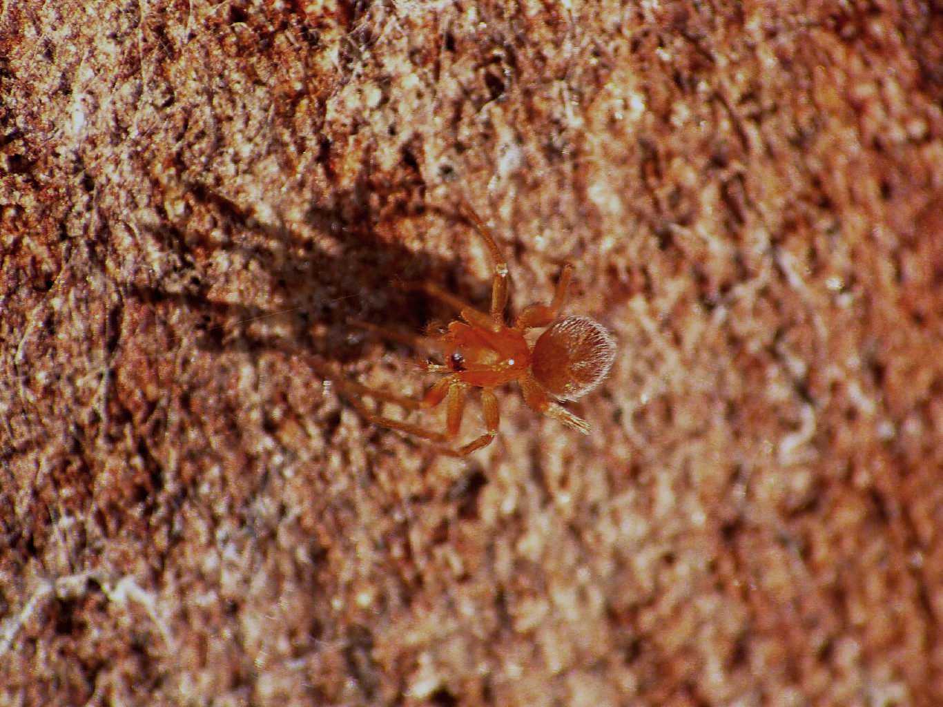 Ragnetto rosso:  Orchestina sp. (Oonopidae) - Lazio